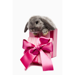 小兔子礼物盒子