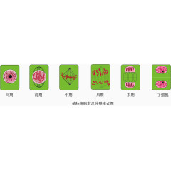 植物细胞有丝分裂