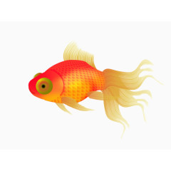 金鱼素材