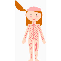 女子6大人体系统矢量图