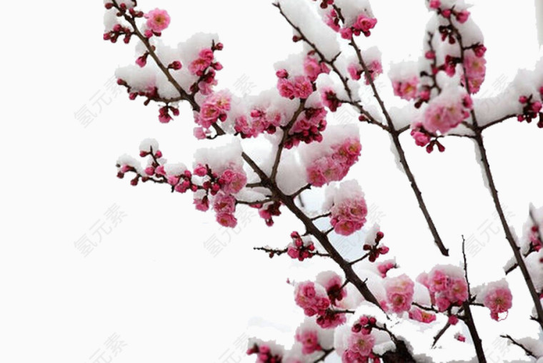 梅花雪花争相