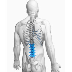 人体骨骼医疗插图