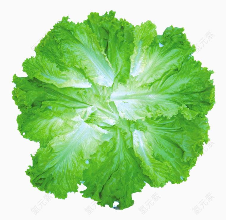 蔬菜