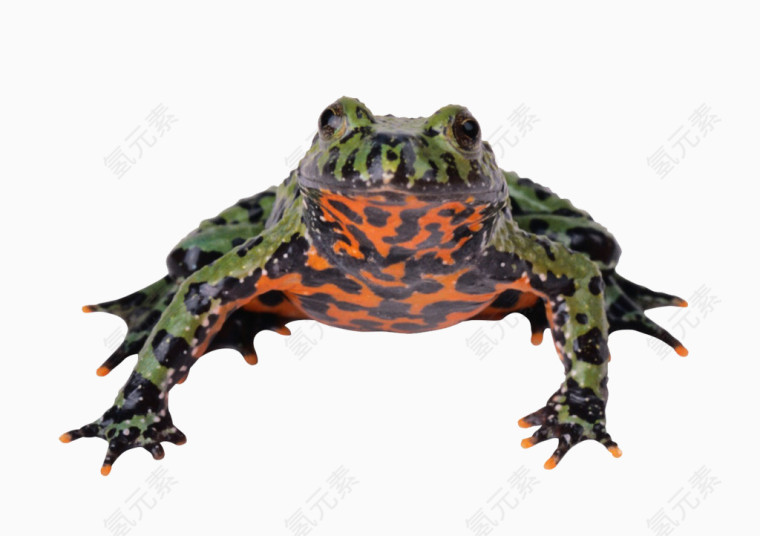 斑点青蛙