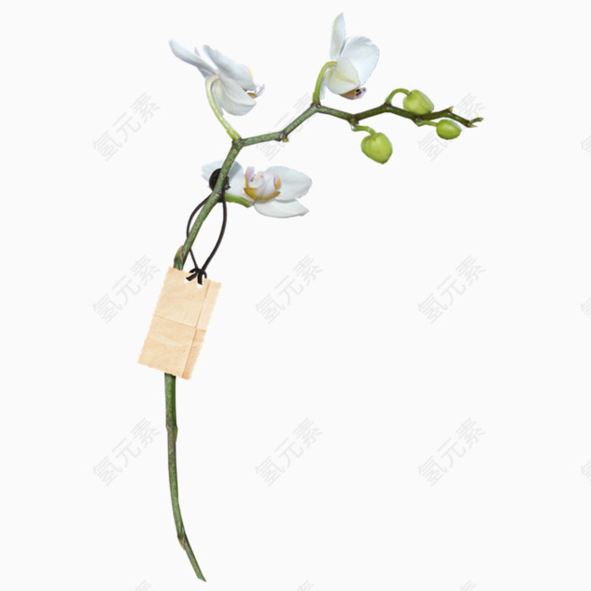 植物自然花草装饰