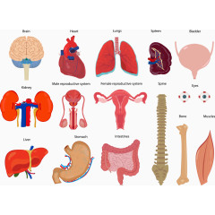 矢量卡通内脏