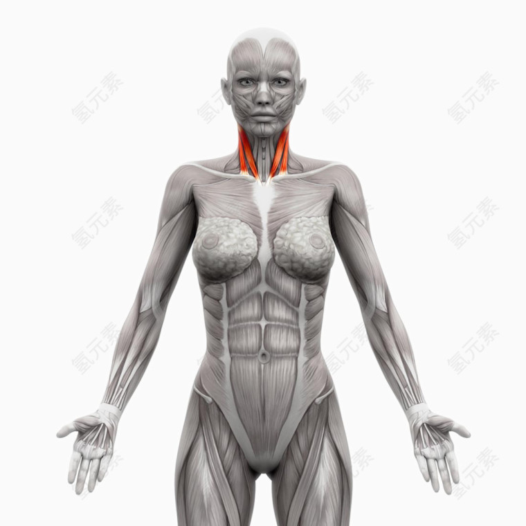 人体肌肉组织分布