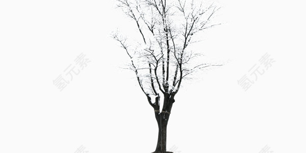 冬季大雪大树枝丫