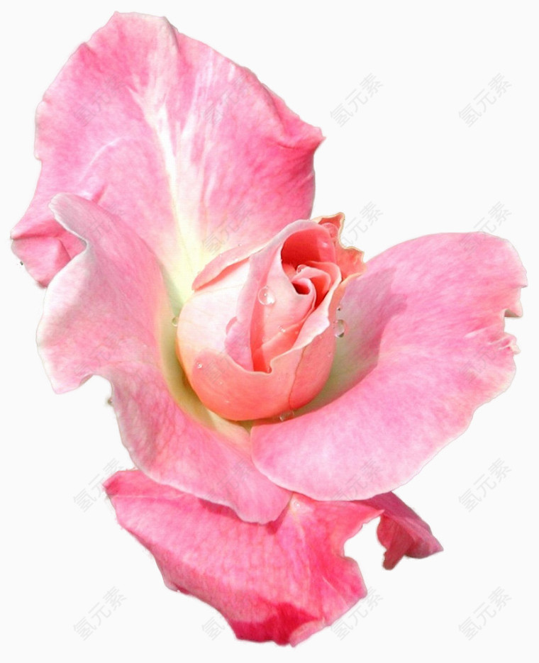 花卉