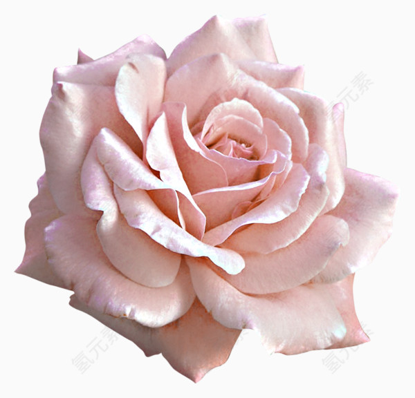 粉色盛开的月季花