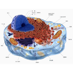 细胞讲解明细图