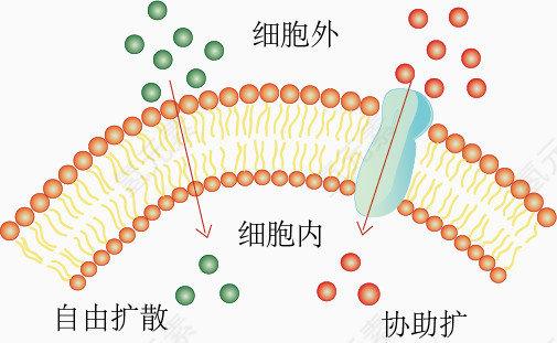 自由扩散与协助扩散示意图