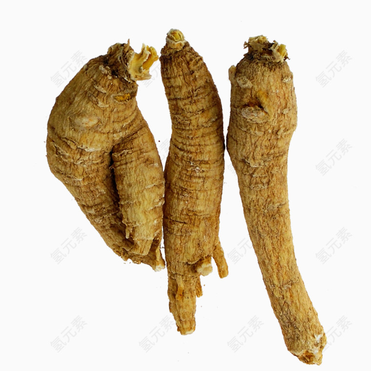 高丽参PNG素材