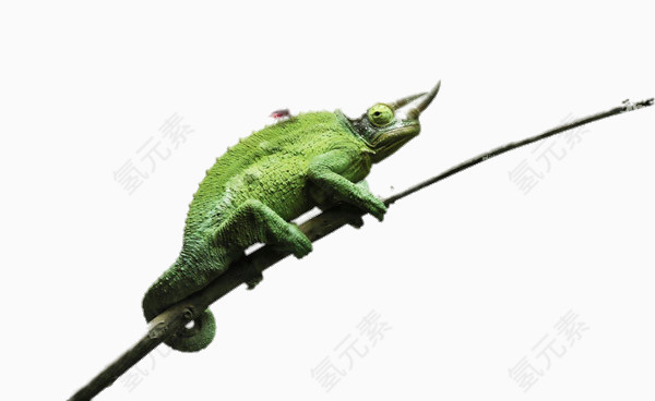 创意趴在树枝上的蜥蜴