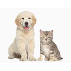 可爱猫狗