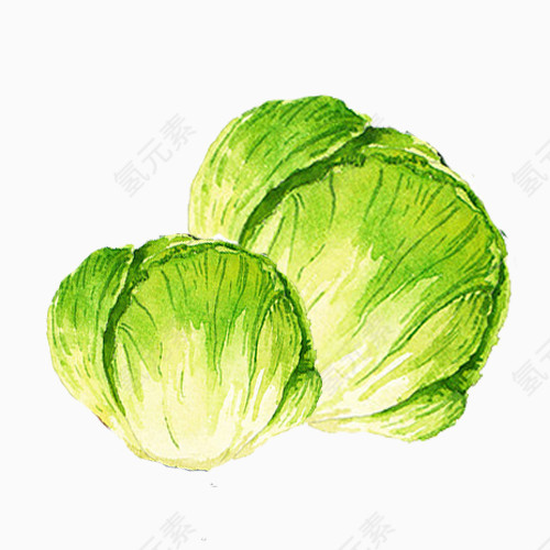 绿色洋白菜