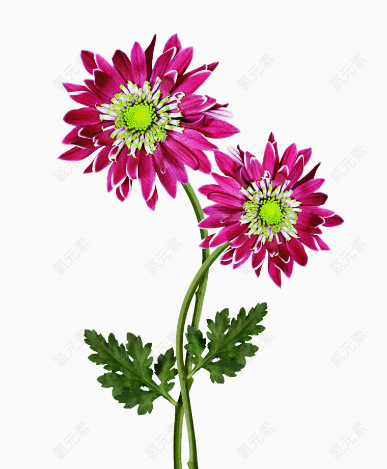 大非洲菊