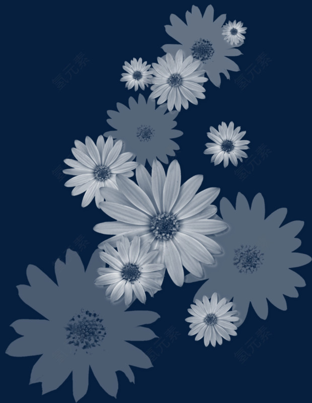 白色向日葵花朵