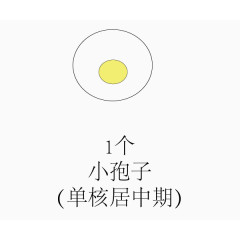 被子华粉发育过程