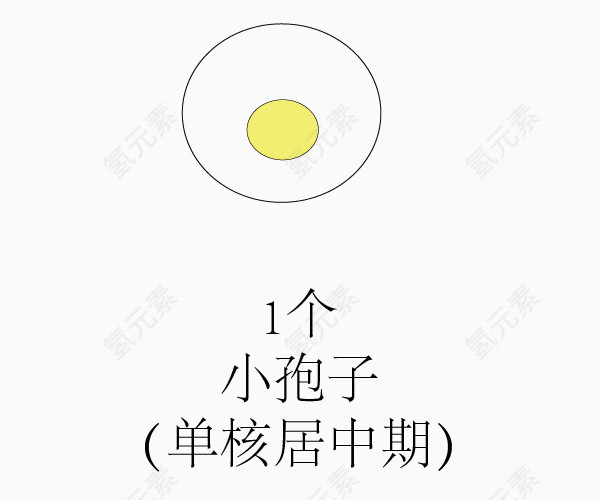 被子华粉发育过程