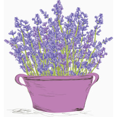 薰衣草盆栽图