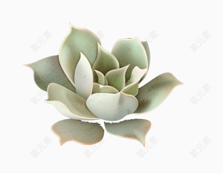 墨色莲花