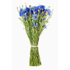 矢车菊花束免抠素材