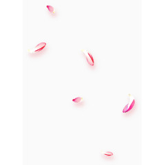 漂浮樱花花瓣