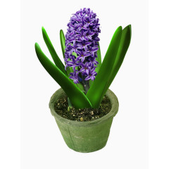 盆栽风信子高清图片