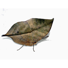 树叶形状枯叶蝶