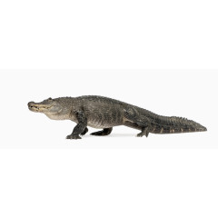 凶猛鳄鱼动物图片