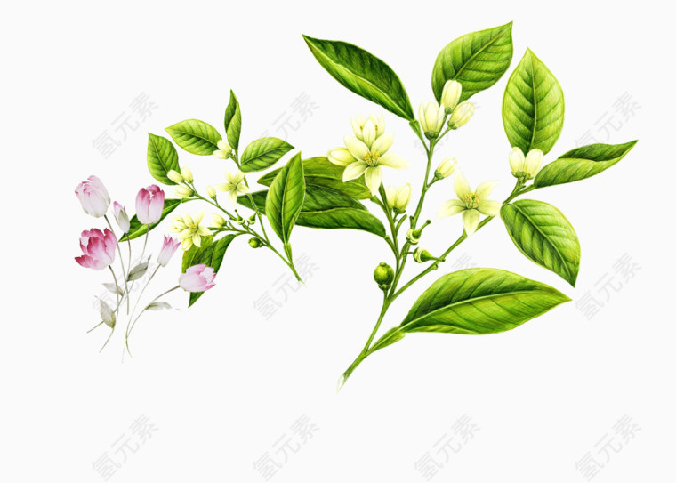 树叶小花