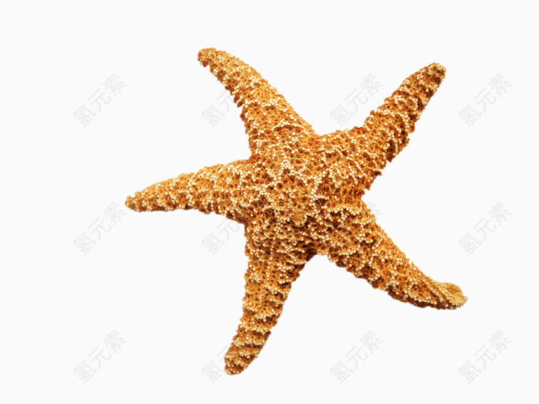 海星