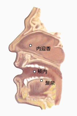 人体口腔面部穴位