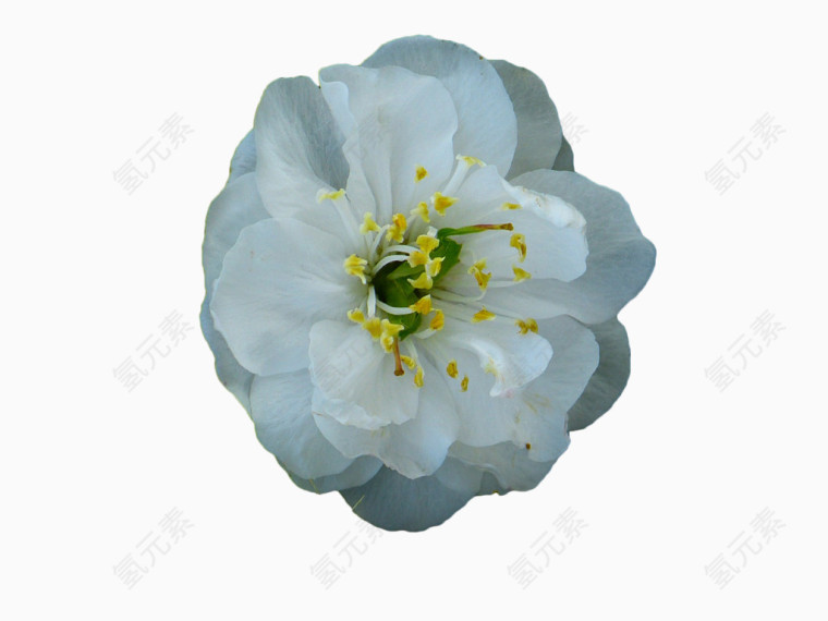 白色茶花