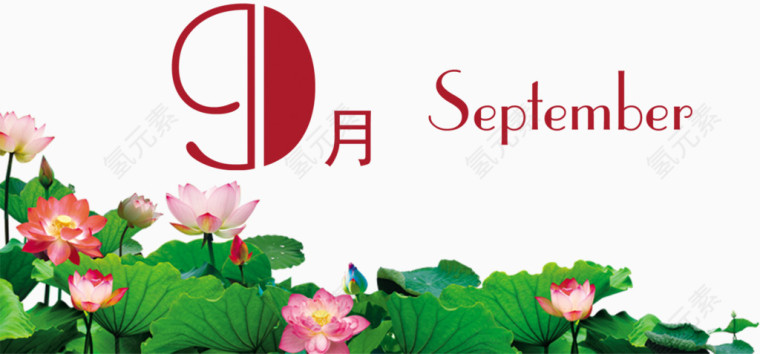 九月荷花绽放