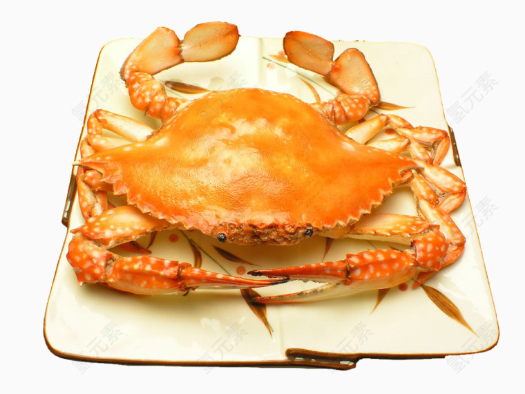 一只螃蟹图片素材
