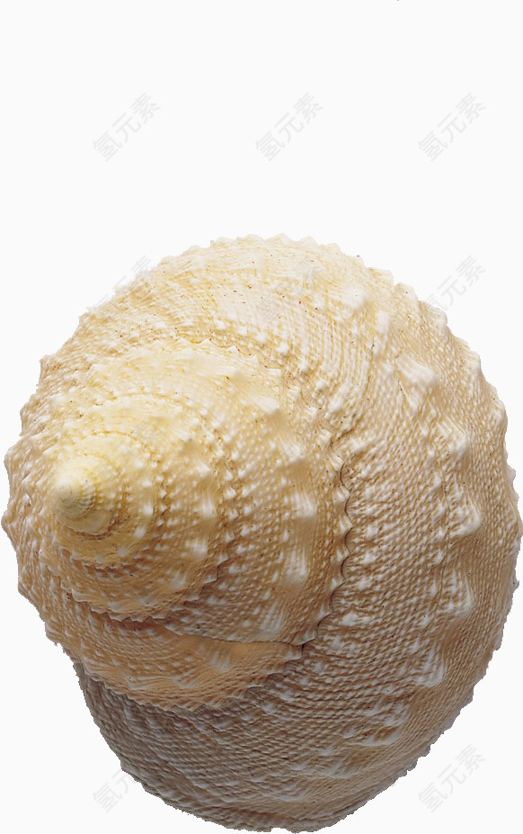 贝壳 海螺