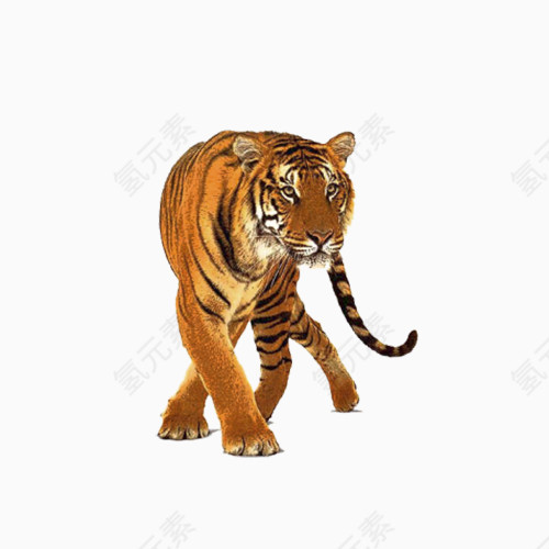 凶猛老虎素材