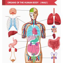 矢量彩色人体结构