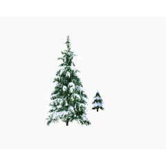 落满积雪的松树
