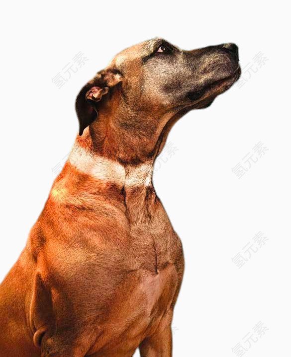 创意看向前方的狗狗