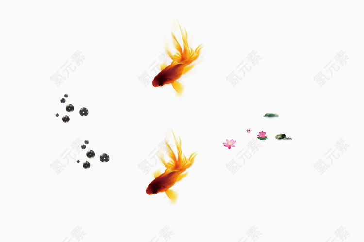 两条可爱的小金鱼