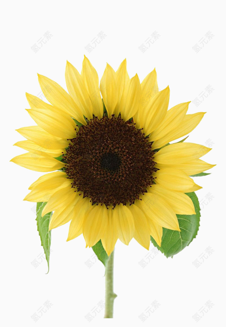 简单大气的向日葵