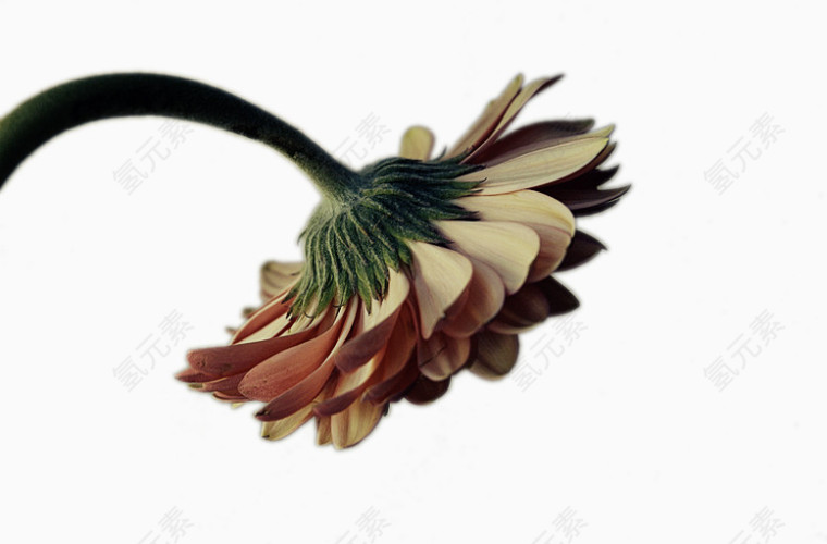 从背面角度拍摄的黄色小雏菊