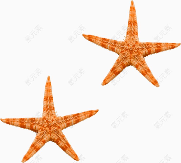 海洋星