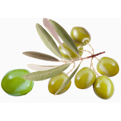 过年走亲戚油橄榄礼物