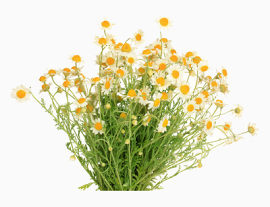一束菊花