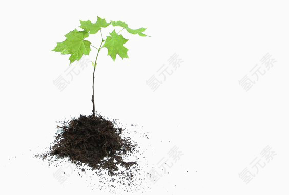 绿色植物