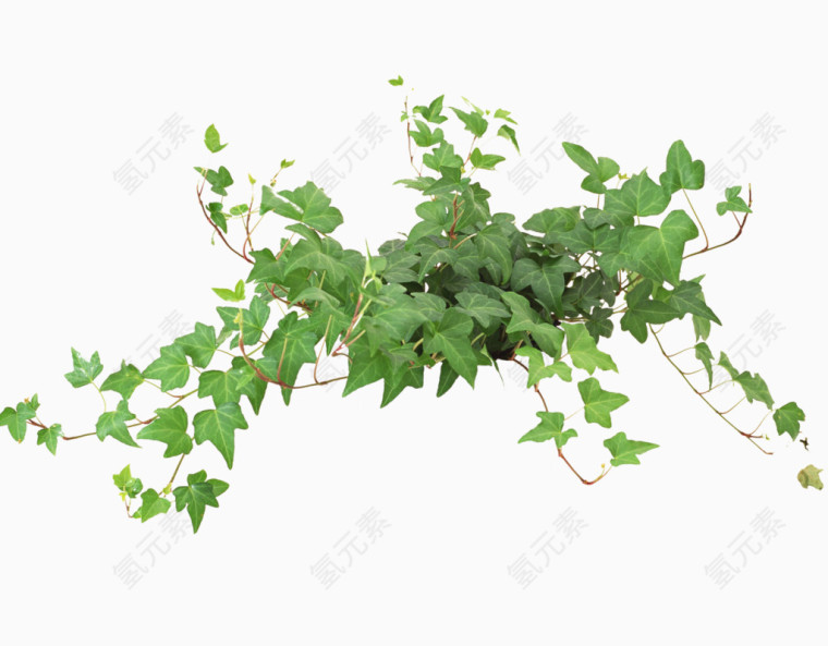 吊兰植物
